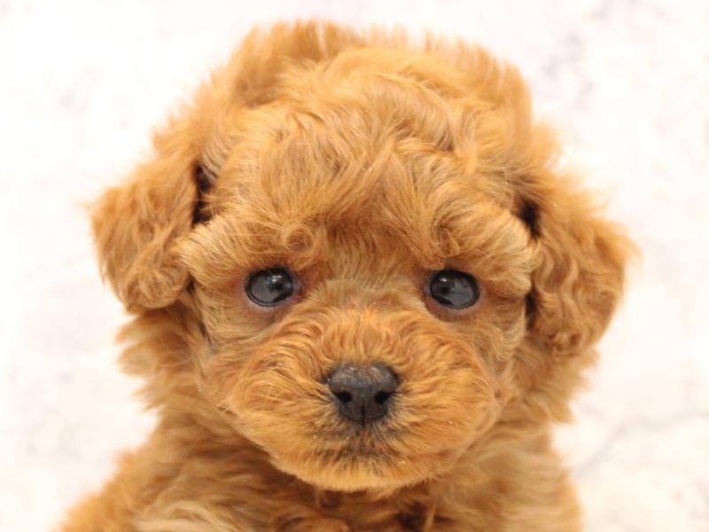 埼玉県のトイプードル(トイ) (ワンラブアリオ川口店/2025年11月1日生まれ/男の子/アプリコット)の子犬の1枚目の画像