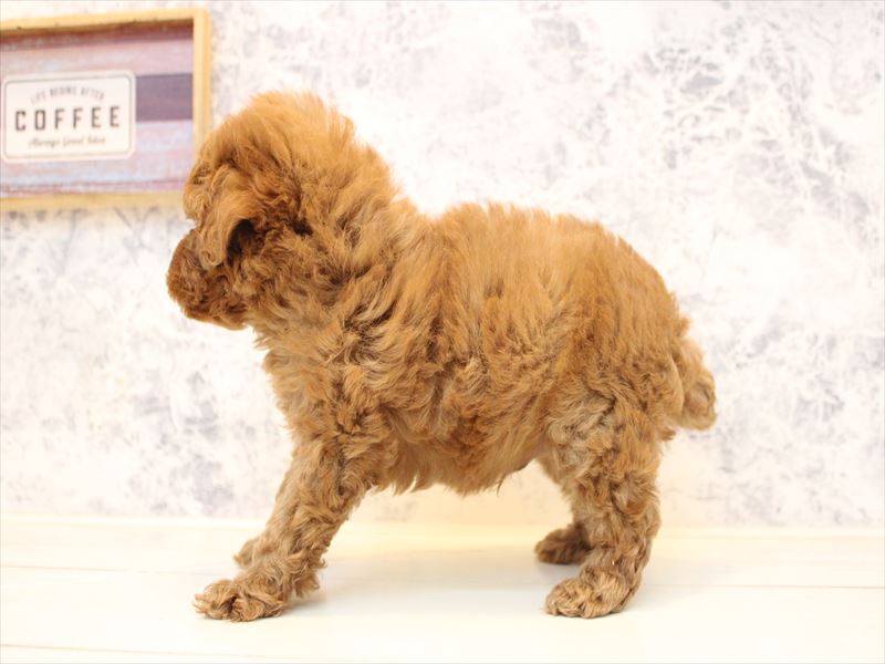 埼玉県のトイプードル(トイ) (ワンラブアリオ川口店/2025年11月1日生まれ/男の子/アプリコット)の子犬の3枚目の画像