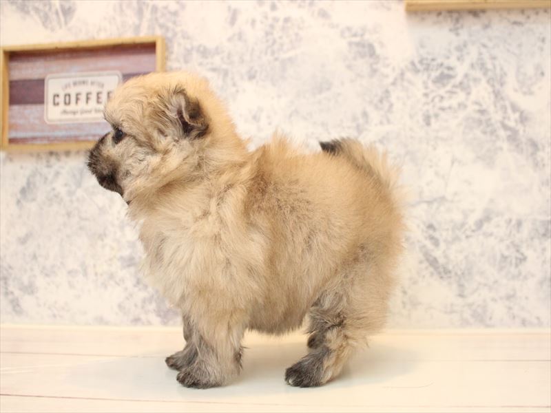 埼玉県のポメズー/ポメシーズ(ポメラニアン×シーズー) (ワンラブ埼玉寄居店/2025年11月1日生まれ/女の子/ウルフセーブル)の子犬の3枚目の画像