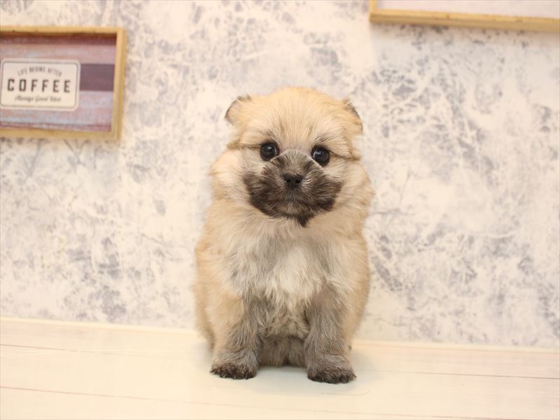 埼玉県のポメズー/ポメシーズ(ポメラニアン×シーズー) (ワンラブ埼玉寄居店/2025年11月1日生まれ/女の子/ウルフセーブル)の子犬の2枚目の画像