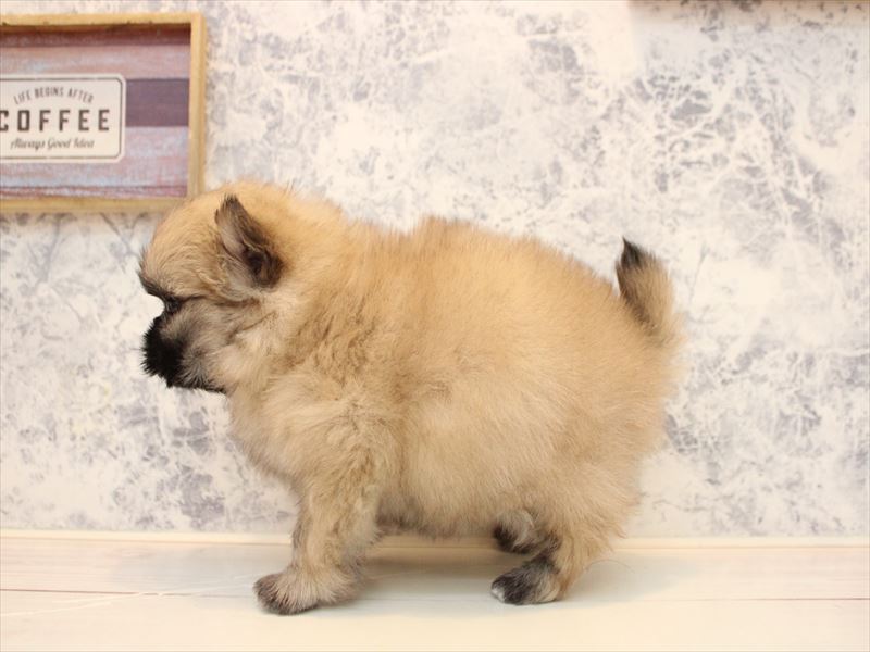 埼玉県のポメズー/ポメシーズ(ポメラニアン×シーズー) (ワンラブ埼玉寄居店/2025年11月1日生まれ/女の子/ウルフセーブル)の子犬の3枚目の画像