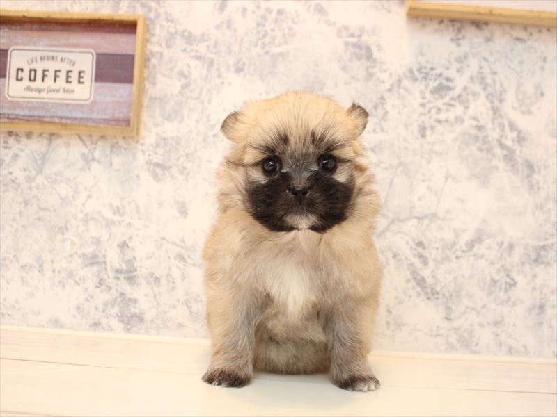 埼玉県のポメズー/ポメシーズ(ポメラニアン×シーズー) (ワンラブ埼玉寄居店/2025年11月1日生まれ/女の子/ウルフセーブル)の子犬の2枚目の画像