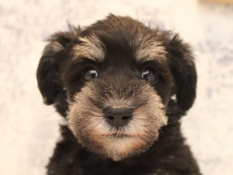 神奈川県のミニチュアシュナウザー (ワンラブTHE OUTLETS  湘南平塚店/2025年11月3日生まれ/女の子/ブラックシルバー)の子犬