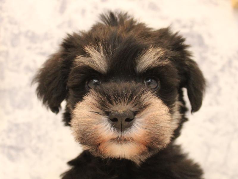 埼玉県のミニチュアシュナウザー (ワンラブアリオ川口店/2025年11月3日生まれ/女の子/ブラックシルバー)の子犬