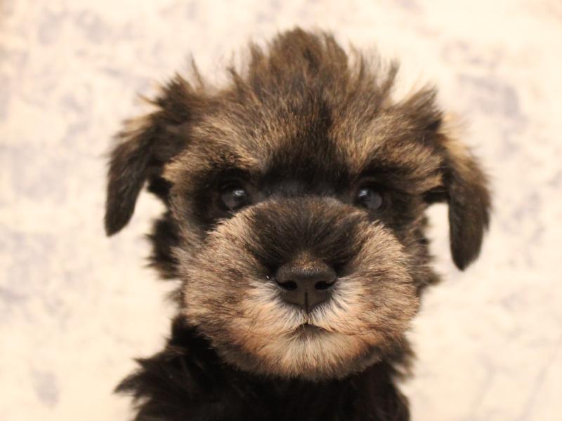 福岡県のミニチュアシュナウザー (ワンラブ福岡総本店/2025年11月2日生まれ/男の子/ソルトペッパー)の子犬の1枚目の画像