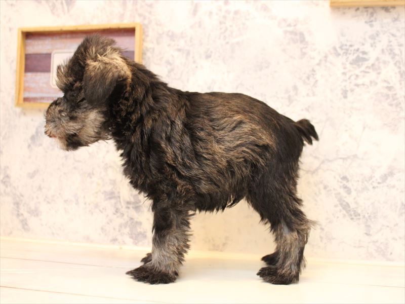 福岡県のミニチュアシュナウザー (ワンラブ福岡総本店/2025年11月2日生まれ/男の子/ソルトペッパー)の子犬の3枚目の画像