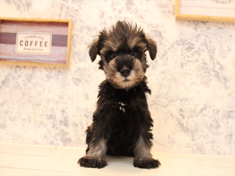 福岡県のミニチュアシュナウザー (ワンラブ福岡総本店/2025年11月2日生まれ/男の子/ソルトペッパー)の子犬の2枚目の画像