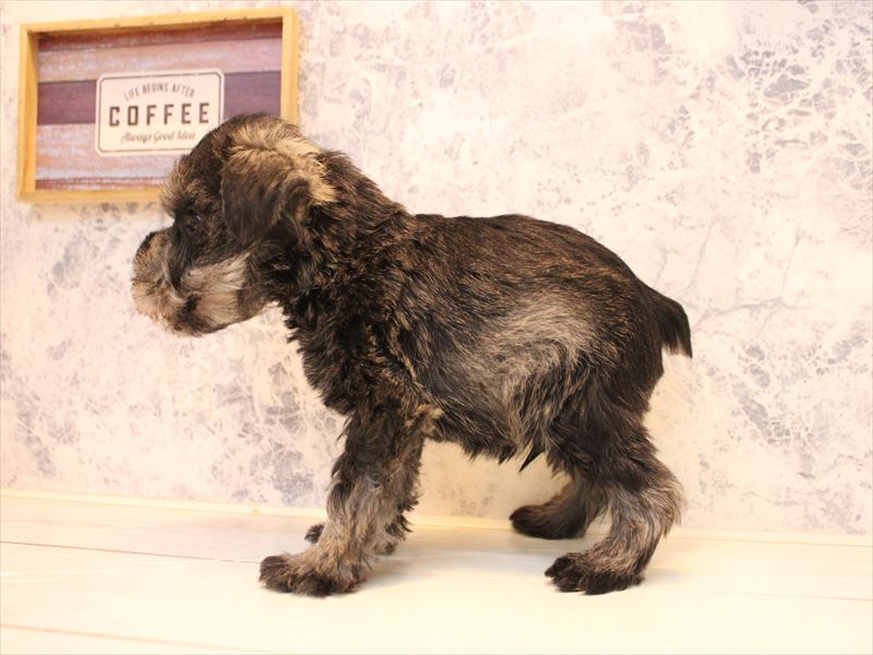 埼玉県のミニチュアシュナウザー (ワンラブ埼玉寄居店/2025年11月2日生まれ/男の子/ソルトペッパー)の子犬の3枚目の画像