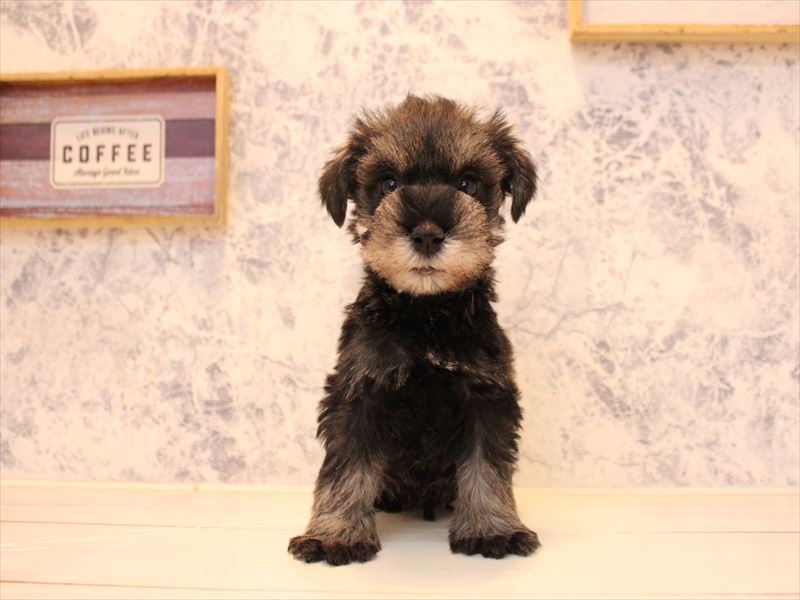 埼玉県のミニチュアシュナウザー (ワンラブ埼玉寄居店/2025年11月2日生まれ/男の子/ソルトペッパー)の子犬の2枚目の画像