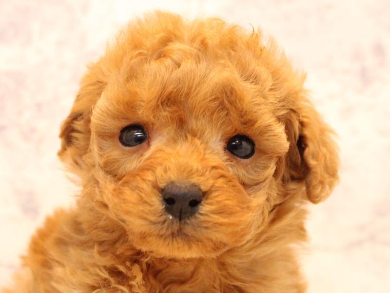 埼玉県のトイプードル(トイ) (ワンラブ埼玉寄居店/2025年11月1日生まれ/男の子/アプリコット)の子犬の1枚目の画像