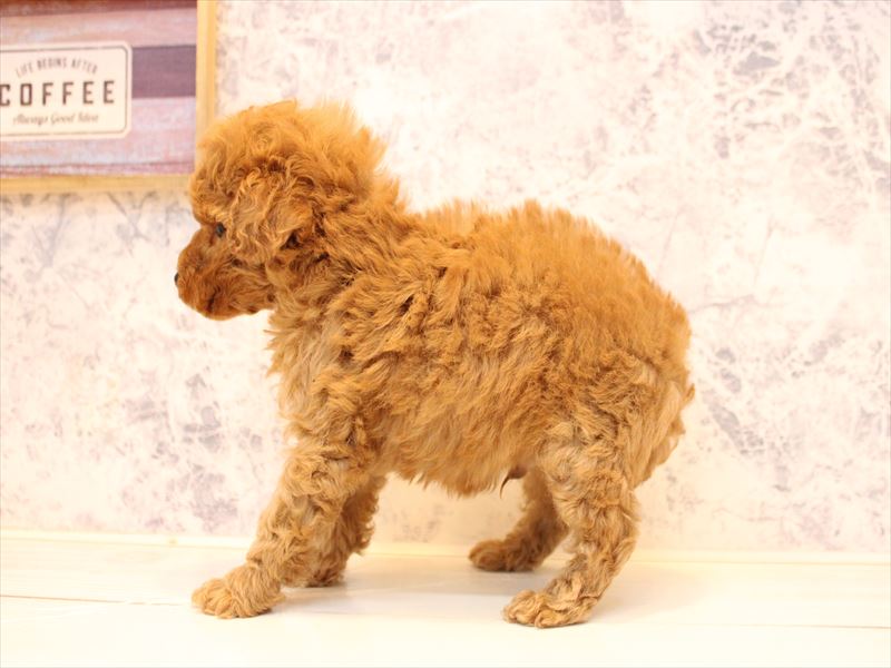 埼玉県のトイプードル(トイ) (ワンラブ埼玉寄居店/2025年11月1日生まれ/男の子/アプリコット)の子犬の3枚目の画像