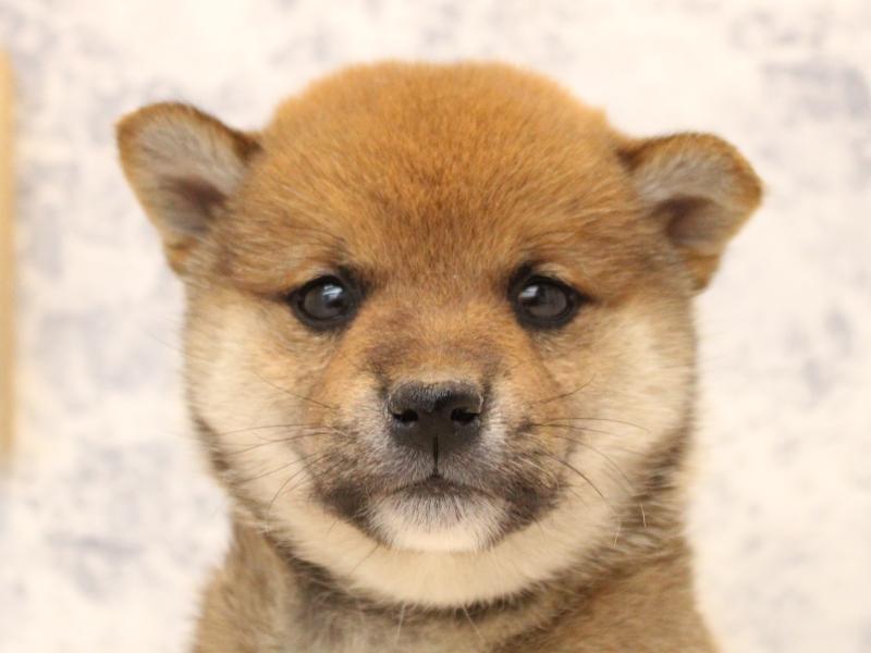埼玉県の柴犬(標準サイズ) (ワンラブアリオ川口店/2025年11月3日生まれ/男の子/赤)の子犬