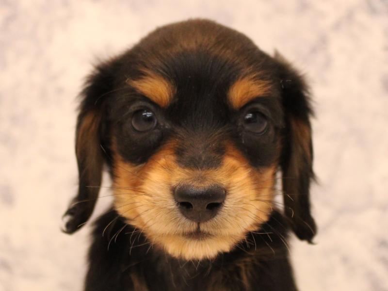 福岡県のミニチュアダックスフンド(ロング) (ワンラブ福岡総本店/2025年10月24日生まれ/女の子/ブラックタン)の子犬の1枚目の画像