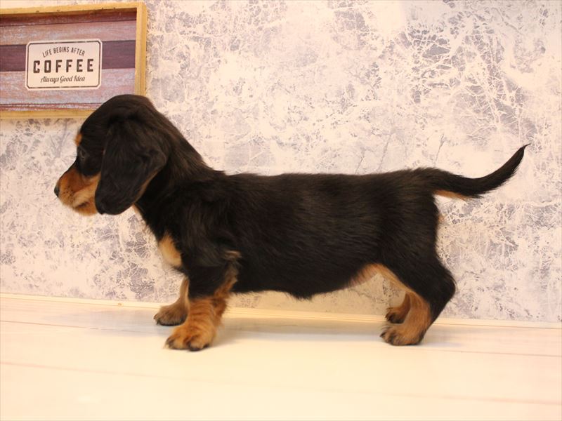 福岡県のミニチュアダックスフンド(ロング) (ワンラブ福岡総本店/2025年10月24日生まれ/女の子/ブラックタン)の子犬の3枚目の画像