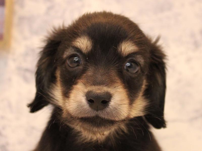 神奈川県のミニチュアダックスフンド(ロング) (ワンラブLICOPA 川崎店/2025年10月31日生まれ/女の子/ブラックタン)の子犬