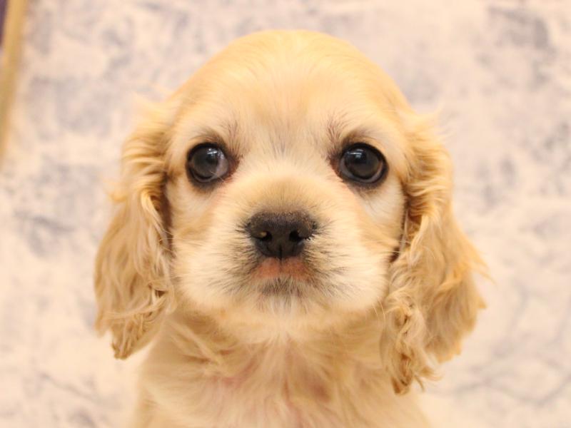 埼玉県のアメリカンコッカースパニエル (ワンラブアリオ川口店/2025年11月1日生まれ/男の子/バフ)の子犬