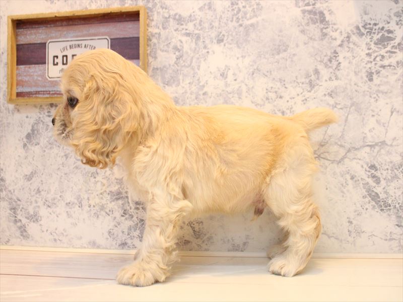 埼玉県のアメリカンコッカースパニエル (ワンラブアリオ川口店/2025年11月1日生まれ/男の子/バフ)の子犬の3枚目の画像