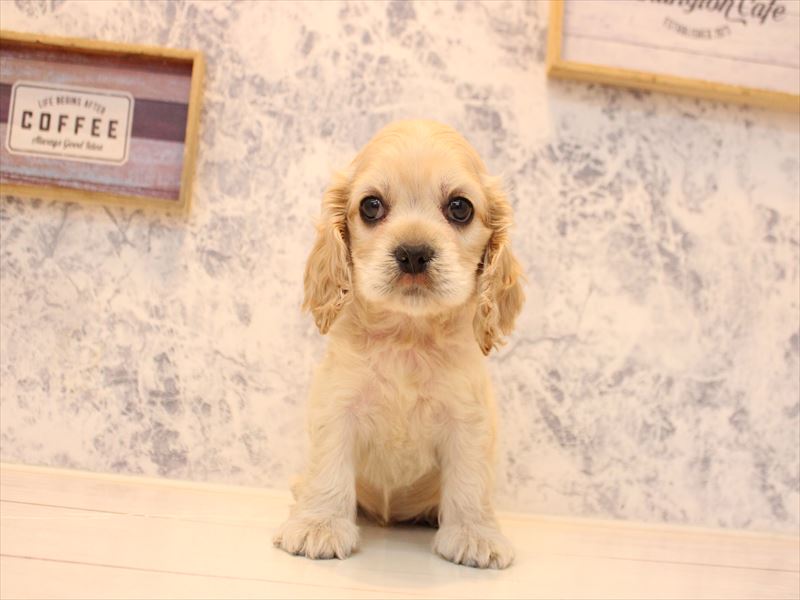 埼玉県のアメリカンコッカースパニエル (ワンラブアリオ川口店/2025年11月1日生まれ/男の子/バフ)の子犬の2枚目の画像