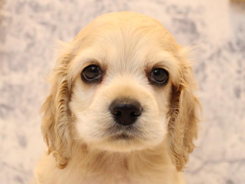 神奈川県のアメリカンコッカースパニエル (ワンラブLICOPA 川崎店/2025年11月1日生まれ/男の子/バフ)の子犬