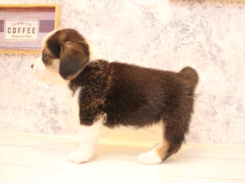 埼玉県のコービー(コーギー×ビーグル) (ワンラブ埼玉寄居店/2025年11月2日生まれ/女の子/ブラックタンホワイト)の子犬の3枚目の画像