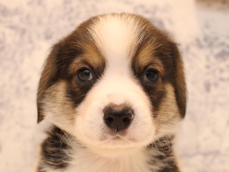 神奈川県のコービー(コーギー×ビーグル) (ワンラブTHE OUTLETS  湘南平塚店/2025年11月2日生まれ/男の子/ブラックタンホワイト)の子犬