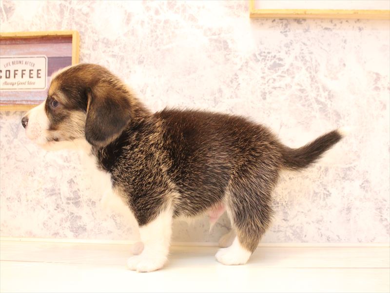 神奈川県のコービー(コーギー×ビーグル) (ワンラブTHE OUTLETS  湘南平塚店/2025年11月2日生まれ/男の子/ブラックタンホワイト)の子犬の3枚目の画像