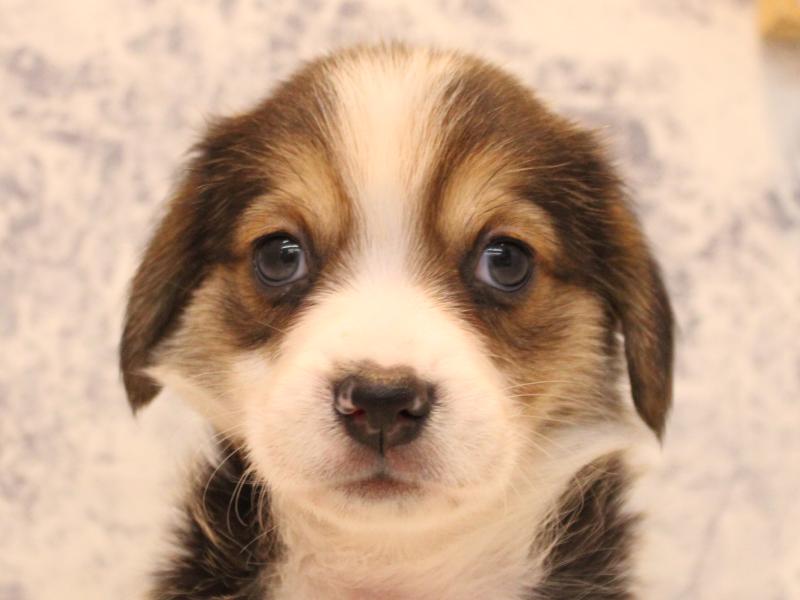 埼玉県のコービー(コーギー×ビーグル) (ワンラブアリオ川口店/2025年11月2日生まれ/女の子/ブラックタンホワイト)の子犬の1枚目の画像