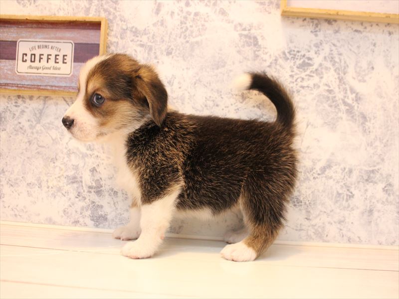埼玉県のコービー(コーギー×ビーグル) (ワンラブアリオ川口店/2025年11月2日生まれ/女の子/ブラックタンホワイト)の子犬の3枚目の画像