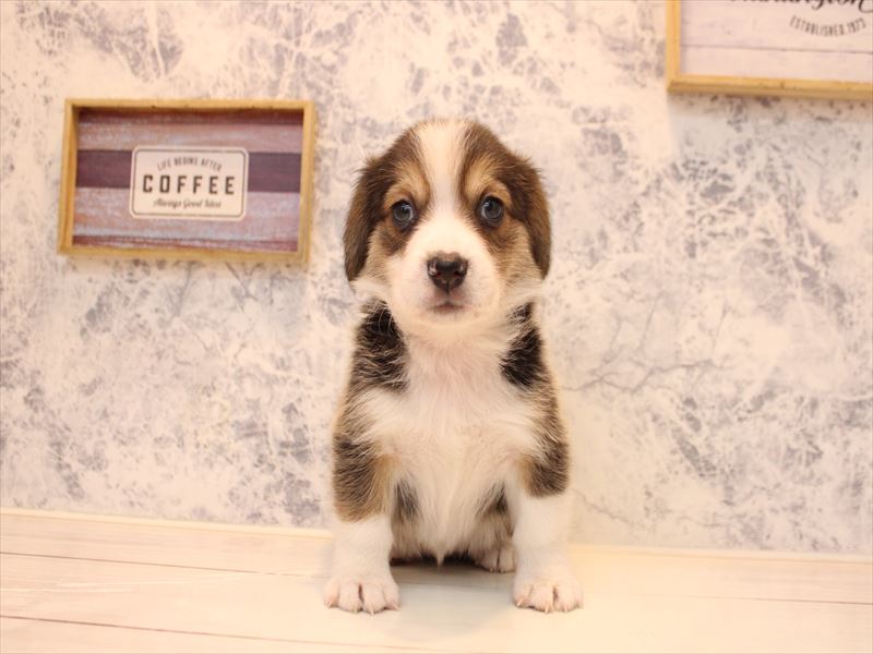 埼玉県のコービー(コーギー×ビーグル) (ワンラブアリオ川口店/2025年11月2日生まれ/女の子/ブラックタンホワイト)の子犬の2枚目の画像