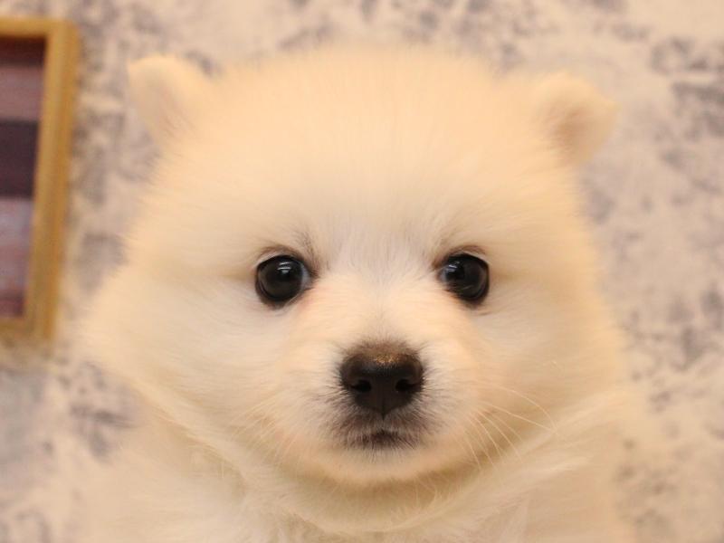 東京都の日本スピッツ (ワンラブ有明ガーデン東京本店/2025年11月2日生まれ/女の子/ホワイト)の子犬の1枚目の画像