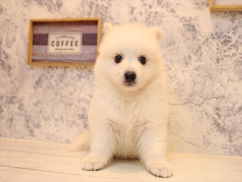 東京都の日本スピッツ (ワンラブ有明ガーデン東京本店/2025年11月2日生まれ/女の子/ホワイト)の子犬の2枚目の画像
