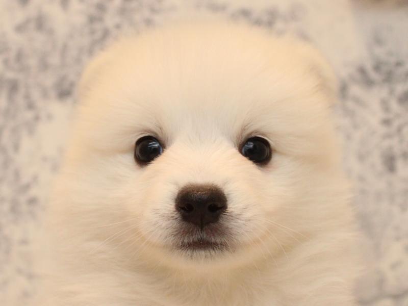 埼玉県の日本スピッツ (ワンラブアリオ川口店/2025年11月2日生まれ/男の子/ホワイト)の子犬の1枚目の画像