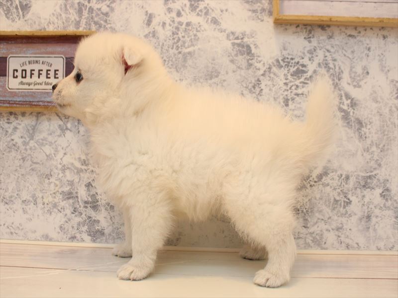 埼玉県の日本スピッツ (ワンラブアリオ川口店/2025年11月2日生まれ/男の子/ホワイト)の子犬の3枚目の画像