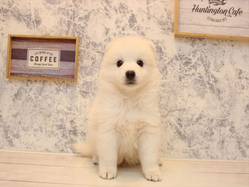 埼玉県の日本スピッツ (ワンラブアリオ川口店/2025年11月2日生まれ/男の子/ホワイト)の子犬の2枚目の画像