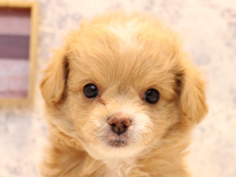 埼玉県のチワプー/プーチー(チワワ×プードル) (ワンラブ埼玉寄居店/2025年11月2日生まれ/男の子/アプリコット)の子犬の1枚目の画像