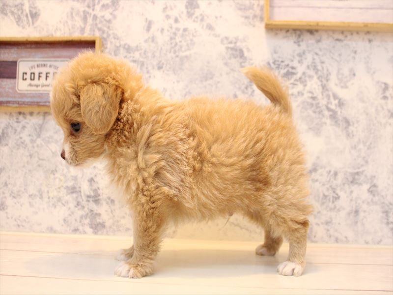 埼玉県のチワプー/プーチー(チワワ×プードル) (ワンラブ埼玉寄居店/2025年11月2日生まれ/男の子/アプリコット)の子犬の3枚目の画像