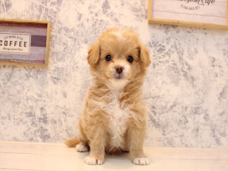 埼玉県のチワプー/プーチー(チワワ×プードル) (ワンラブ埼玉寄居店/2025年11月2日生まれ/男の子/アプリコット)の子犬の2枚目の画像