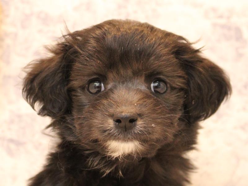 埼玉県のチワプー/プーチー(チワワ×プードル) (ワンラブ埼玉寄居店/2025年11月2日生まれ/男の子/ブラックホワイト)の子犬の1枚目の画像