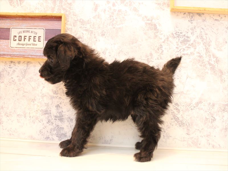 埼玉県のチワプー/プーチー(チワワ×プードル) (ワンラブ埼玉寄居店/2025年11月2日生まれ/男の子/ブラックホワイト)の子犬の3枚目の画像