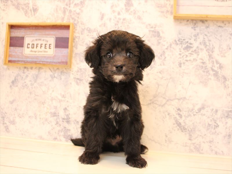 埼玉県のチワプー/プーチー(チワワ×プードル) (ワンラブ埼玉寄居店/2025年11月2日生まれ/男の子/ブラックホワイト)の子犬の2枚目の画像