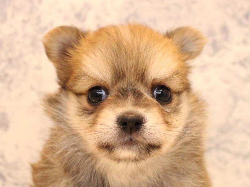 埼玉県のポメチワ/チワポメ/ポメチー(ポメラニアン×チワワ) (ワンラブ埼玉寄居店/2025年11月2日生まれ/女の子/オレンジセーブル)の子犬の1枚目の画像