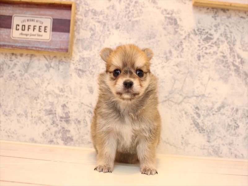 埼玉県のポメチワ/チワポメ/ポメチー(ポメラニアン×チワワ) (ワンラブ埼玉寄居店/2025年11月2日生まれ/女の子/オレンジセーブル)の子犬の2枚目の画像