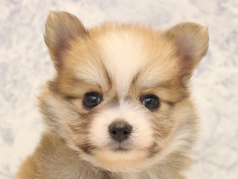 埼玉県のポメチワ/チワポメ/ポメチー(ポメラニアン×チワワ) (ワンラブアリオ川口店/2025年11月2日生まれ/男の子/オレンジセーブル)の子犬