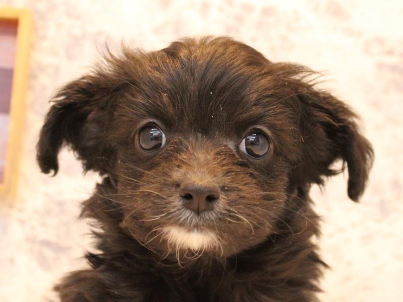 埼玉県のチワプー/プーチー(チワワ×プードル) (ワンラブ埼玉寄居店/2025年11月2日生まれ/男の子/ブラックホワイト)の子犬の1枚目の画像