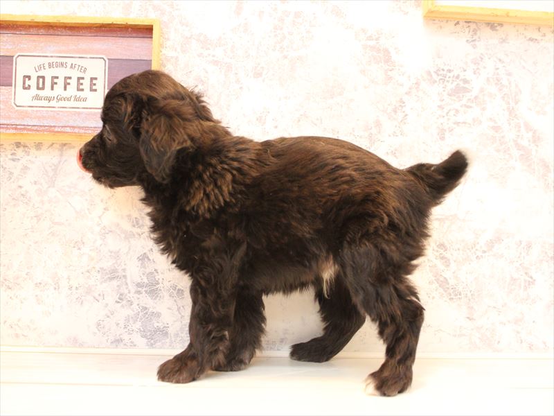 埼玉県のチワプー/プーチー(チワワ×プードル) (ワンラブ埼玉寄居店/2025年11月2日生まれ/男の子/ブラックホワイト)の子犬の3枚目の画像