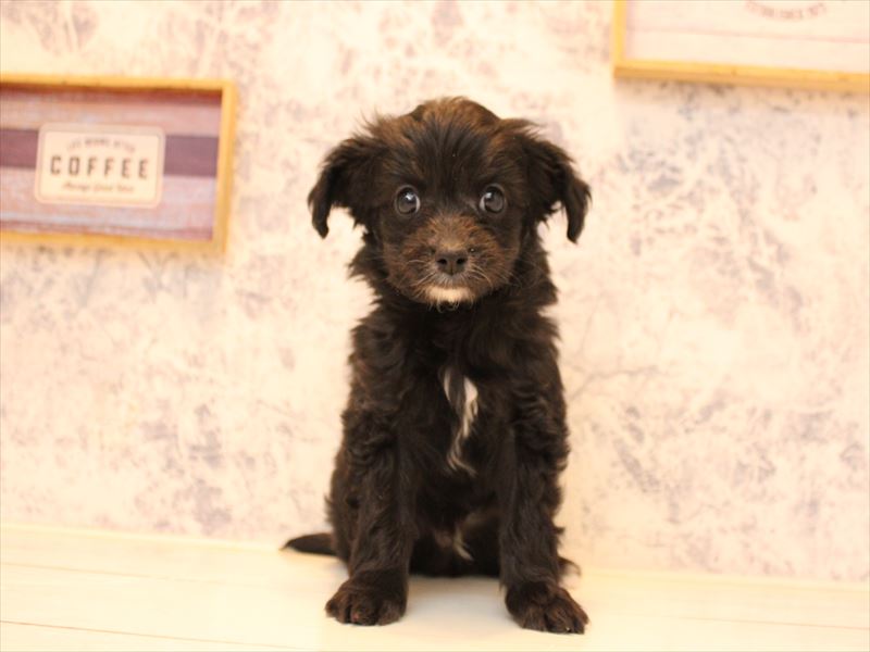 埼玉県のチワプー/プーチー(チワワ×プードル) (ワンラブ埼玉寄居店/2025年11月2日生まれ/男の子/ブラックホワイト)の子犬の2枚目の画像