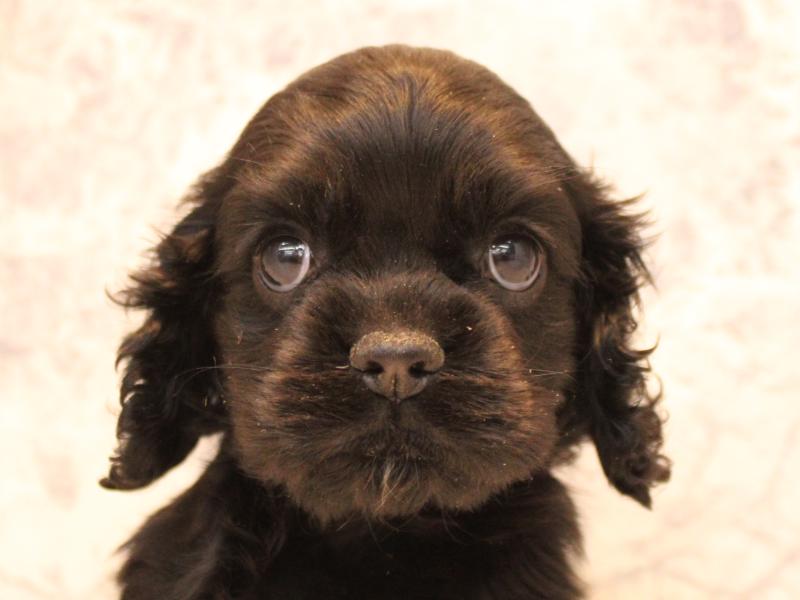 神奈川県のアメリカンコッカースパニエル (ワンラブTHE OUTLETS  湘南平塚店/2025年11月2日生まれ/女の子/ブラックタン)の子犬