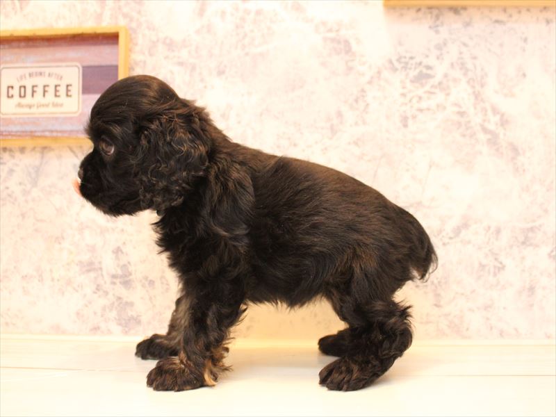 神奈川県のアメリカンコッカースパニエル (ワンラブTHE OUTLETS  湘南平塚店/2025年11月2日生まれ/女の子/ブラックタン)の子犬の3枚目の画像