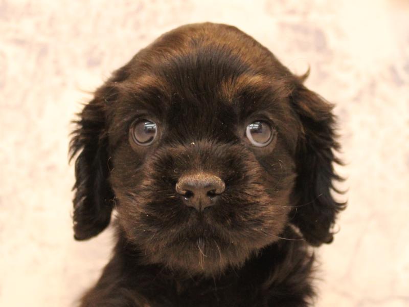 神奈川県のアメリカンコッカースパニエル (ワンラブフレスポ小田原シティーモール店/2025年11月2日生まれ/男の子/ブラックタン)の子犬の1枚目の画像