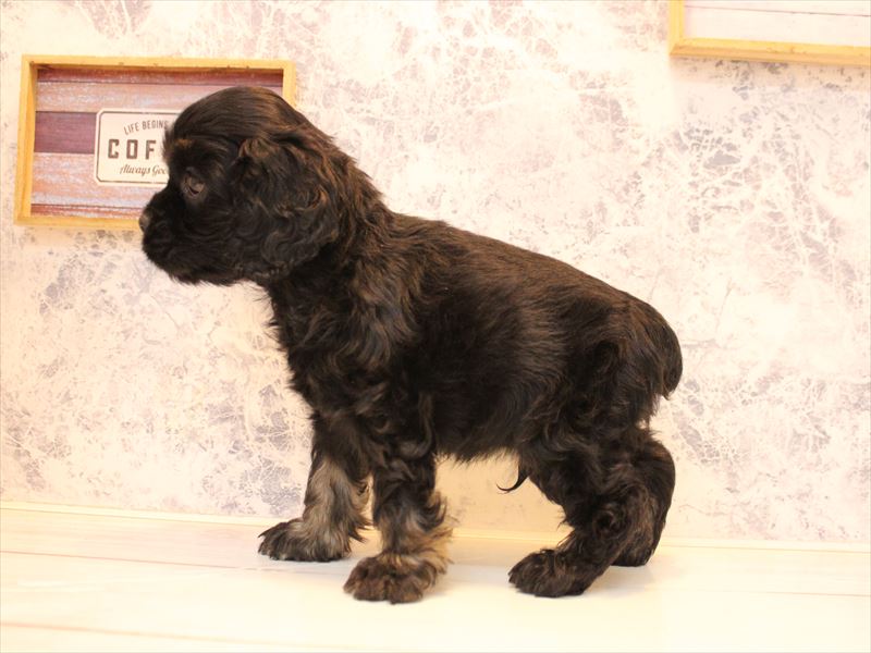 神奈川県のアメリカンコッカースパニエル (ワンラブフレスポ小田原シティーモール店/2025年11月2日生まれ/男の子/ブラックタン)の子犬の3枚目の画像